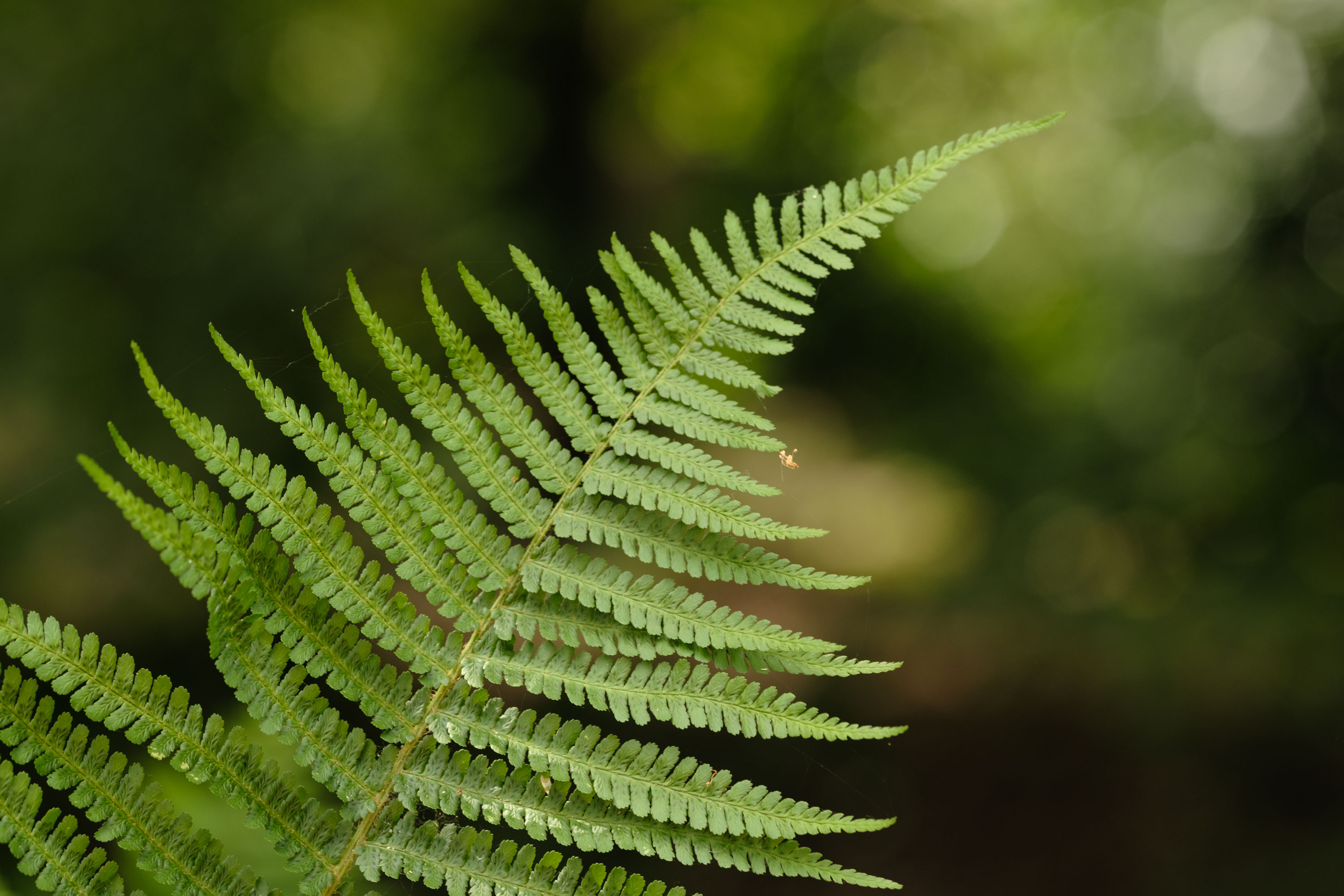 Viltrox AF 90mm F2.2 EVO and Fujifilm XF 90mm f/2 R LM WR lens comparisons: a single fern with dappled light coming through background foliage