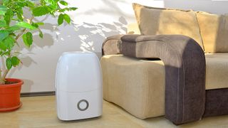 Will a dehumidifier in a basement help upstairs?: Dehumidifier standing near a plant and a sofa