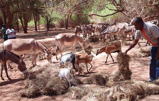 james-kithuka-spreads-hay-bale-loima-turkana