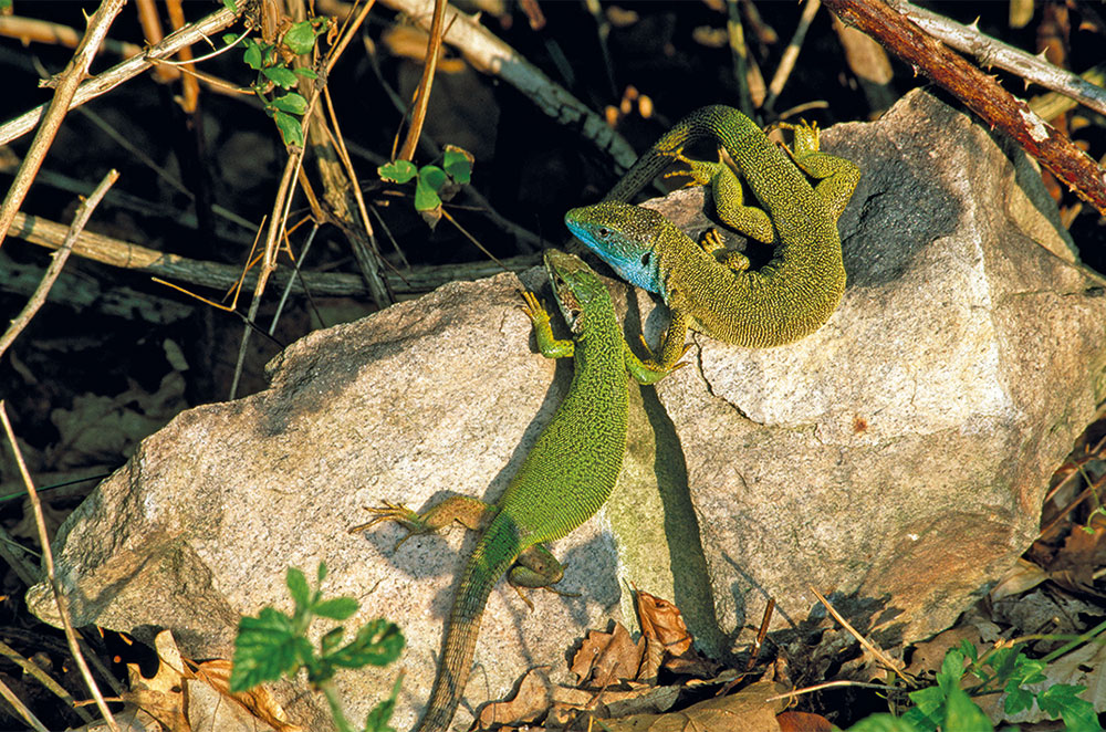Austrian lizards