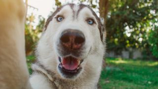 Funniest things caught on pet cams - Husky dog taking a selfie