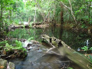 Maya Biosphere Reserve landscape