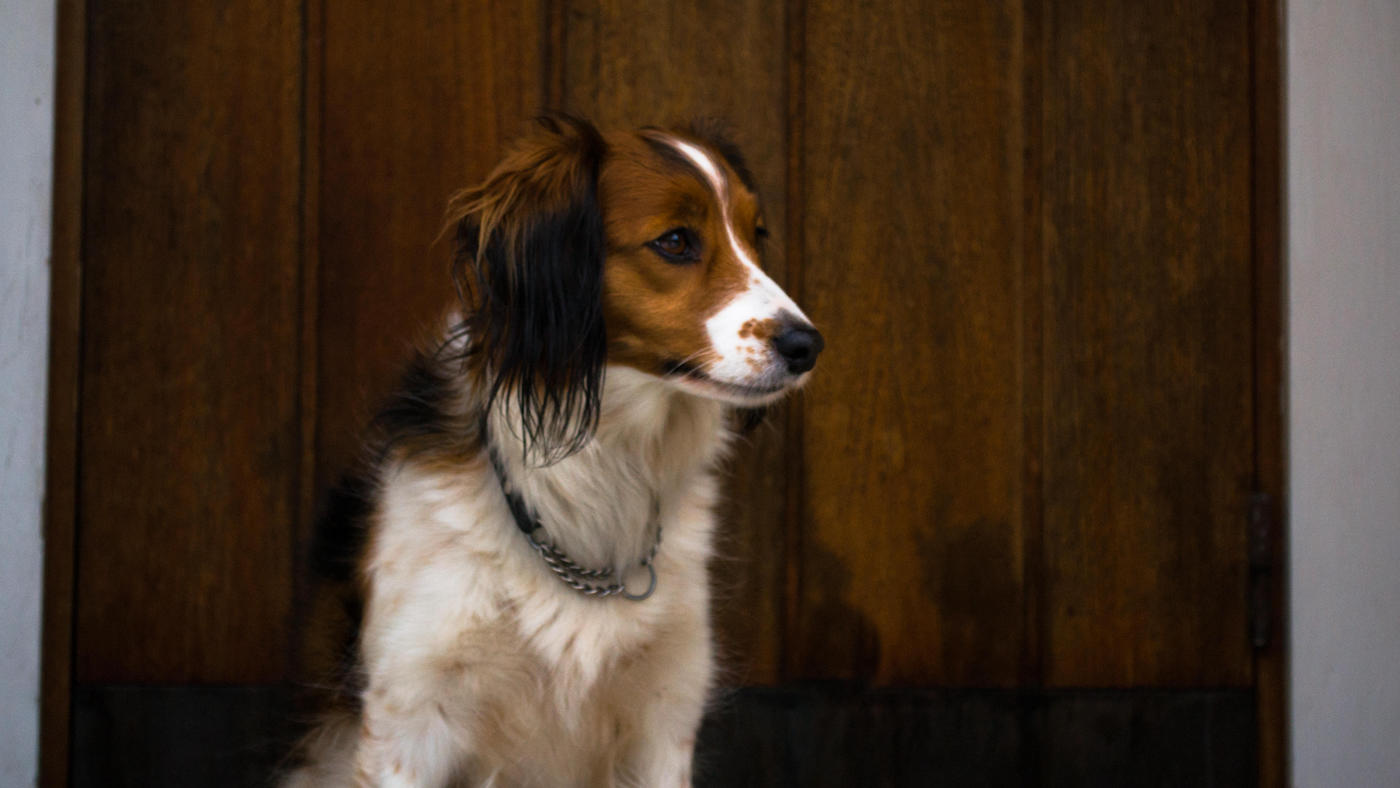 Nederlandse Kooikerhondje