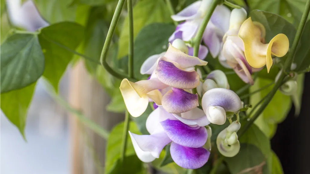 The Secret to a Hummingbird Haven: Why You Need This Snail Vine
