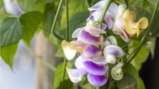 Corkscrew vine flowers