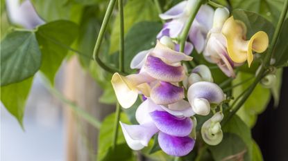 Corkscrew vine flowers