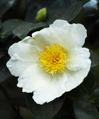 'Narumigata' camellia