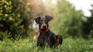 Doberman lying in the grass