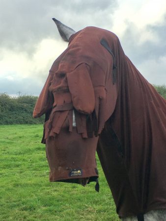 “This is Billy, my yard manager’s horse. I’d gone to get Coady out of the field when I saw Billy with his sweet itch rug covering his whole face. I couldn’t figure out what was wrong at first especially as his ears seemed to be poking out of the hole in the right place and wondered whether it was a new style of grass muzzle but after looking closely I could see the ear pieces hanging down where his eyes are — he’d just managed to get his ear through a little hole which should have been halfway down his neck!” — Zoe Walker