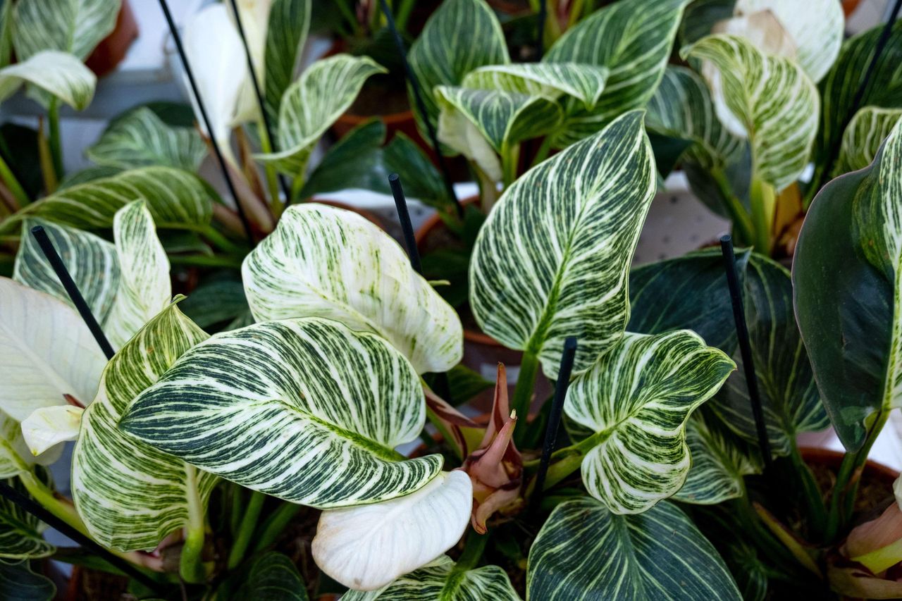 philodendron birkin plants