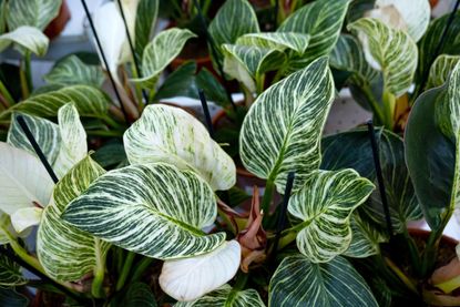 philodendron birkin plants