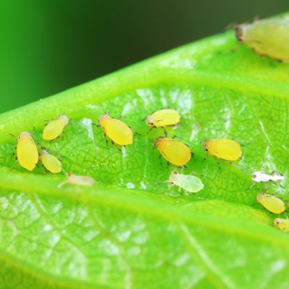 aphids on a leaf