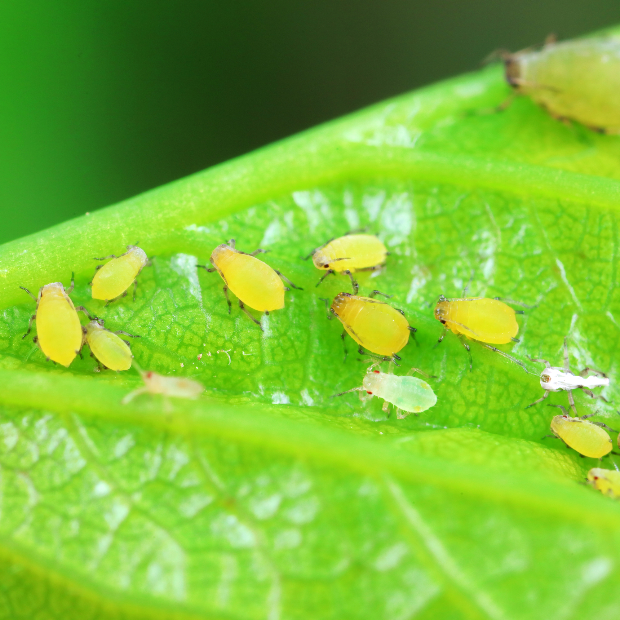 aphids on a leaf