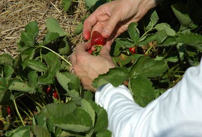 Person Picking Strawberries From The Garden