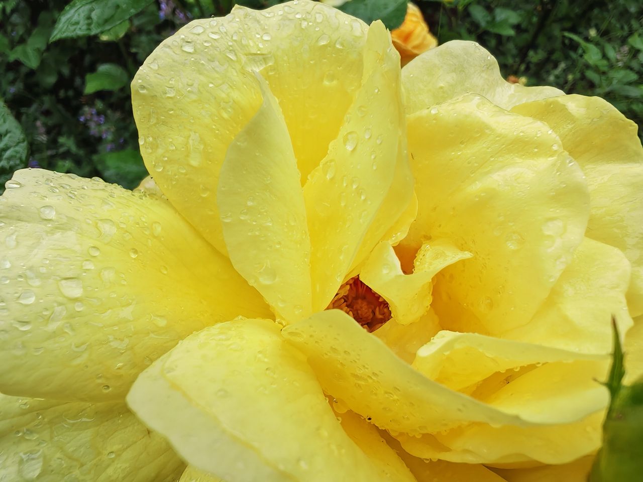 Honor 400 Pro sample images