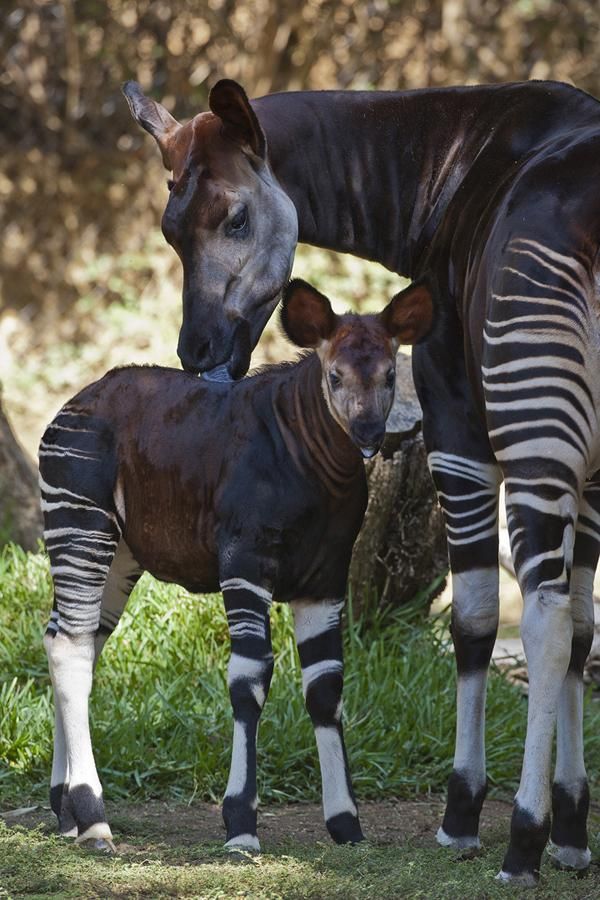 Okapi: Facts About the Forest Giraffe | Live Science