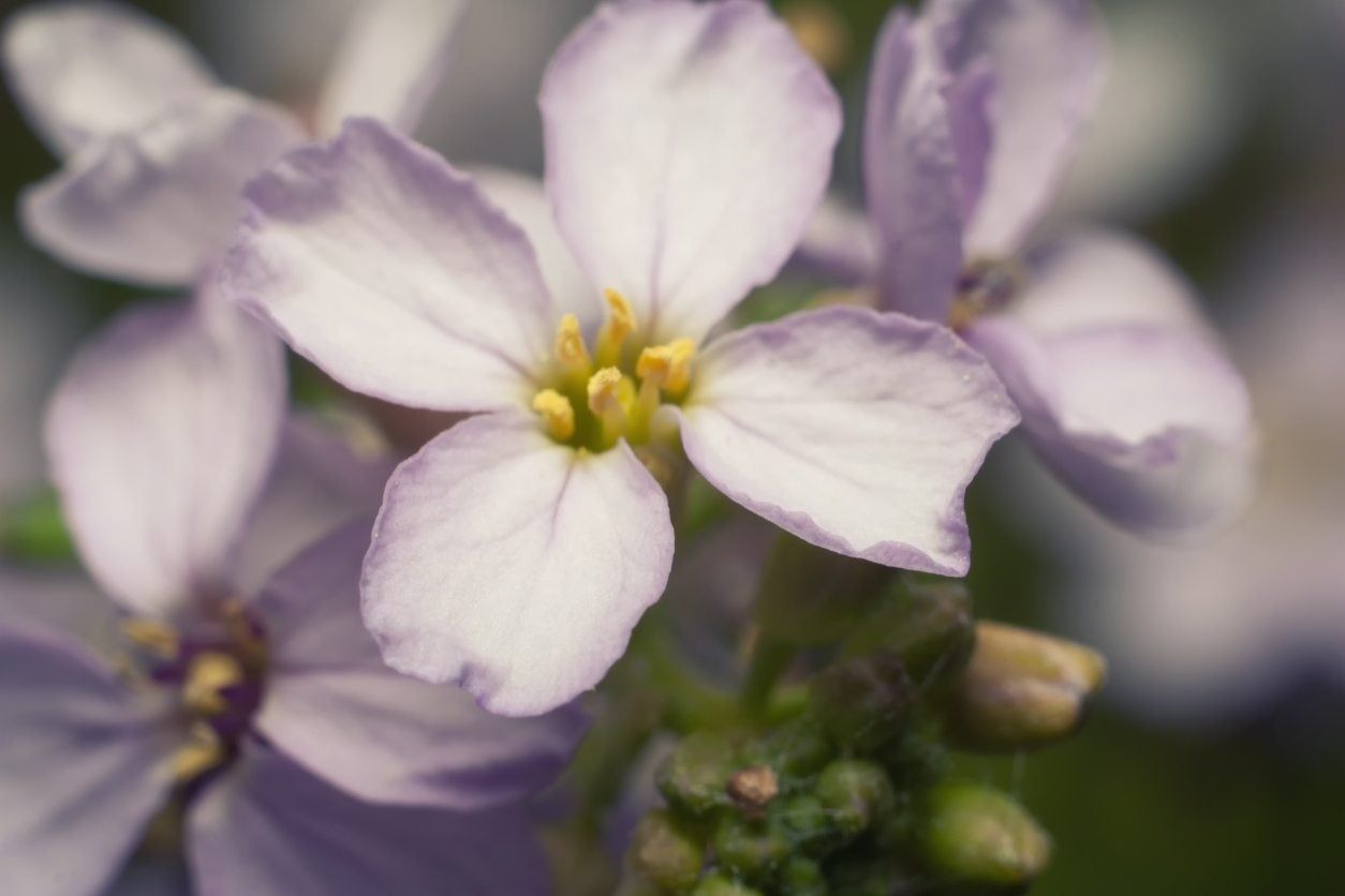 zone 9 ornamental