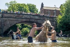 Washing Horses in the river on a hot summer's day at Appleby Horse Fair in Cumbria.