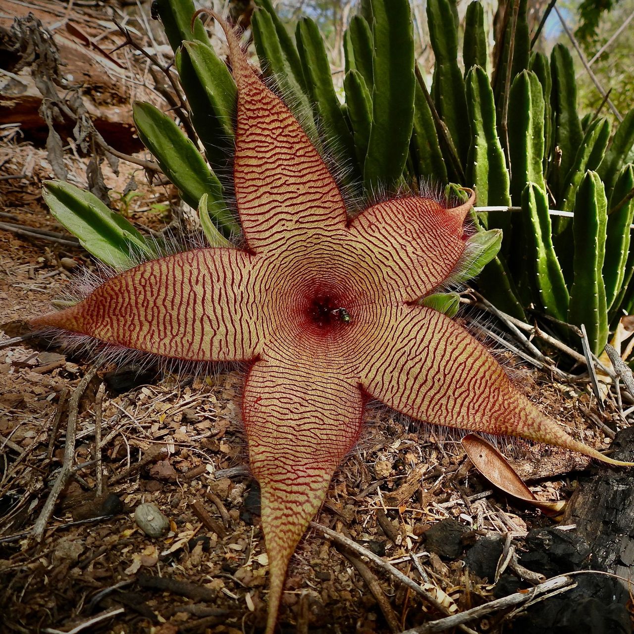 This flower looks like a from Stranger Things Ideal Home