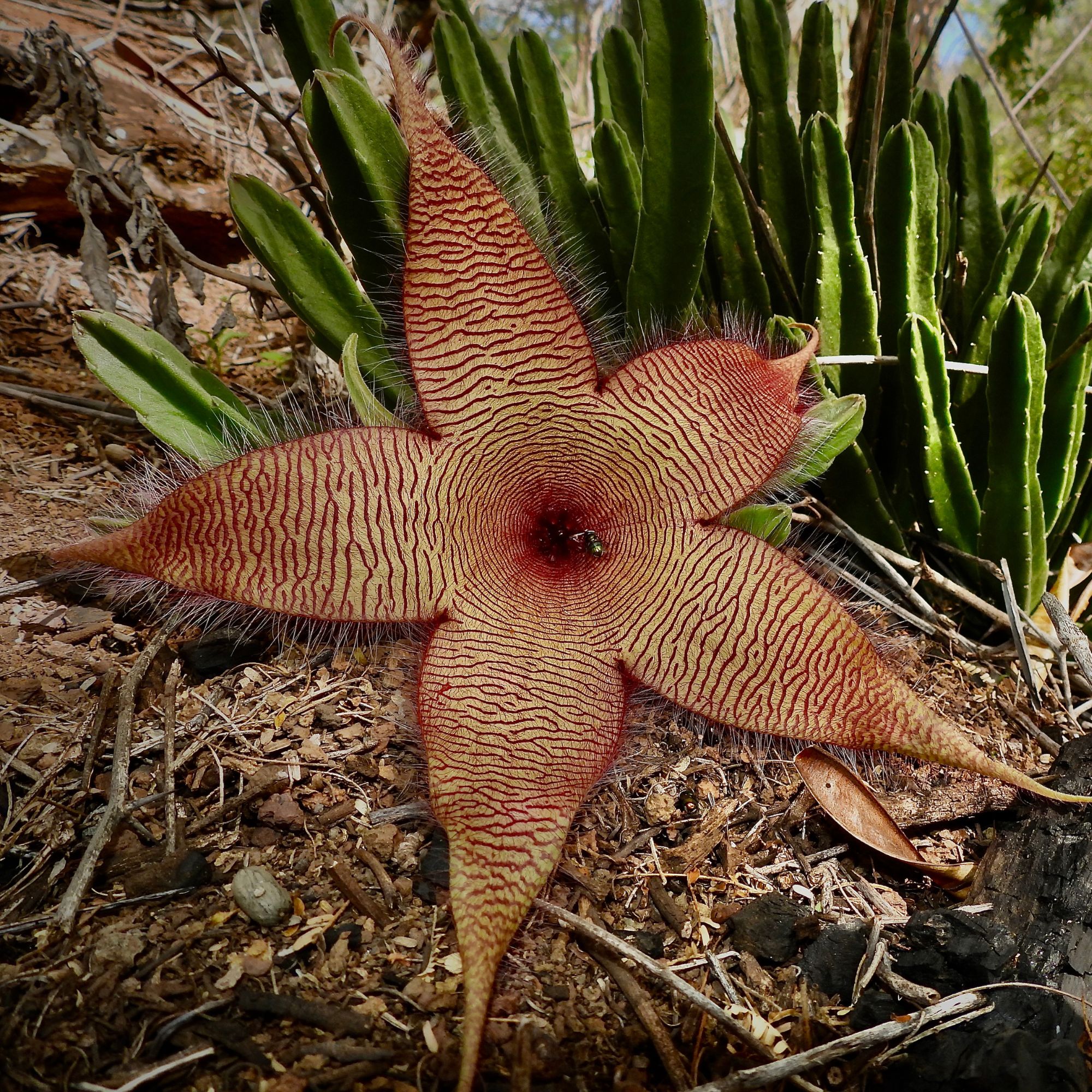Stapelia gigantea flower