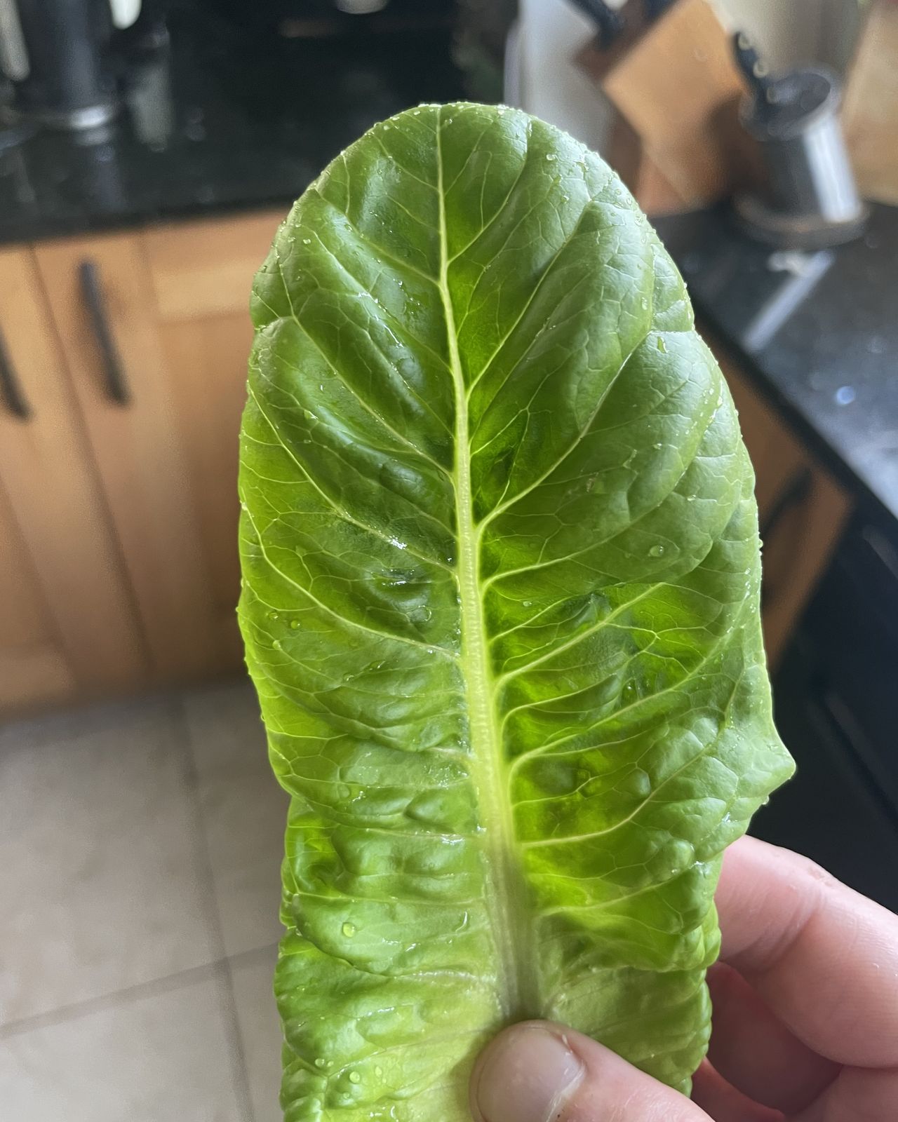 A lettuce stem that has just been washed