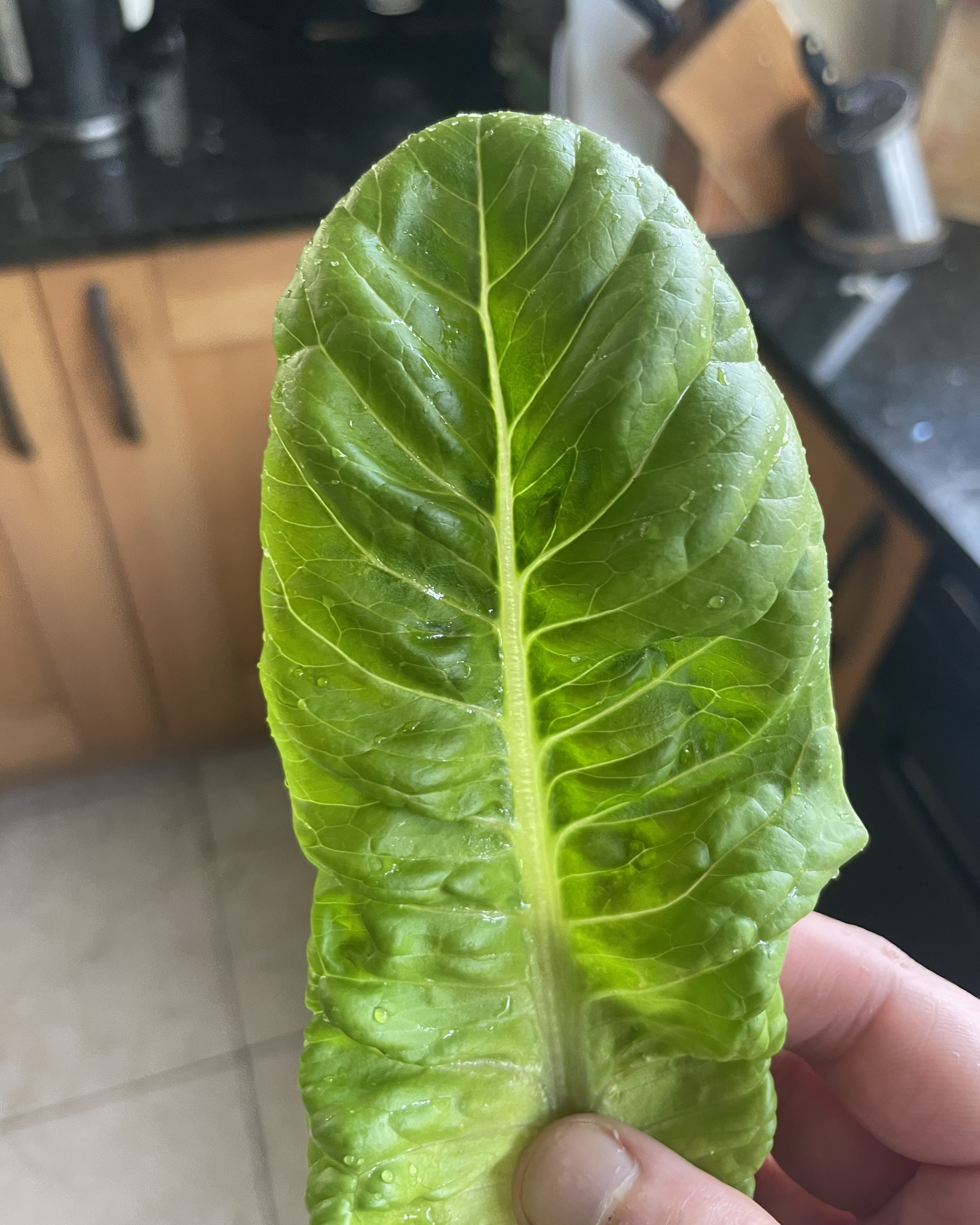 A lettuce stem that has just been washed