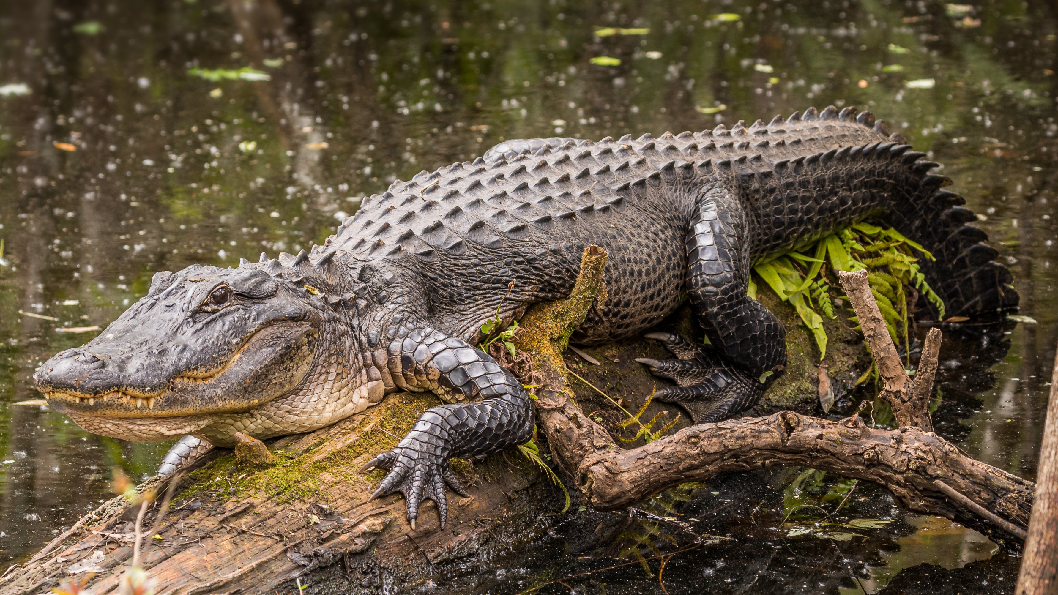 Alligator on log in Florida Everglades, USA