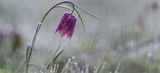 Purple Snake's head fritillary (Fritillaria meleagris) with hoar frost