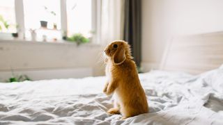 Rabbit on a bed