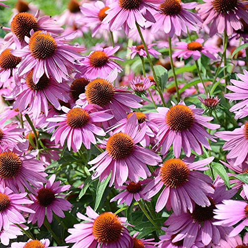 Outsidepride Purple Echinacea Coneflower Seeds - 1000 Pcs Perennial, Deer-Proof &amp;amp; Drought Tolerant Flower Seeds With Daisy-Like Blooms for Pollinator-Friendly Gardens, Borders, &amp;amp; Meadows