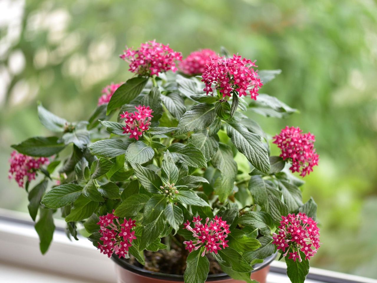 Potted Indoor Penta Plant