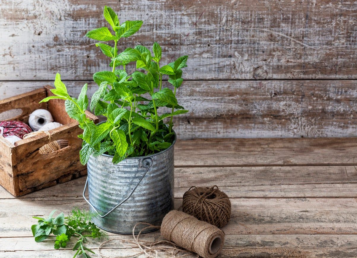 Indoor Plant Potted In An Old Paint Can