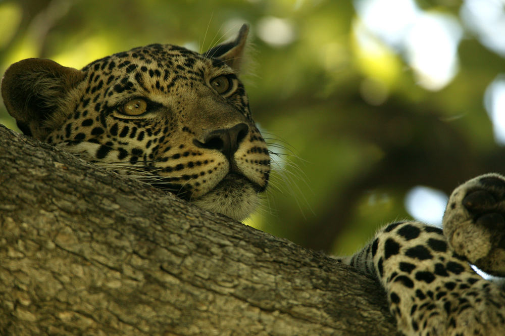 National Geographic's Unlikely Leopard