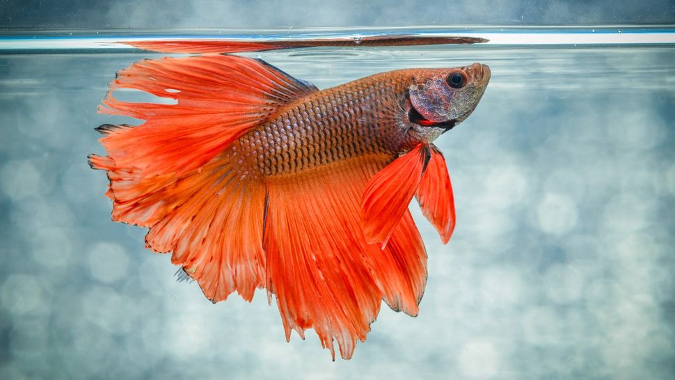 Wie Atmen Fische Unter Wasser Innovation Lighthouse
