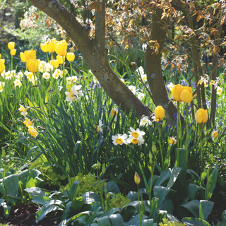 Daffodils and yellow tulips growing in garden