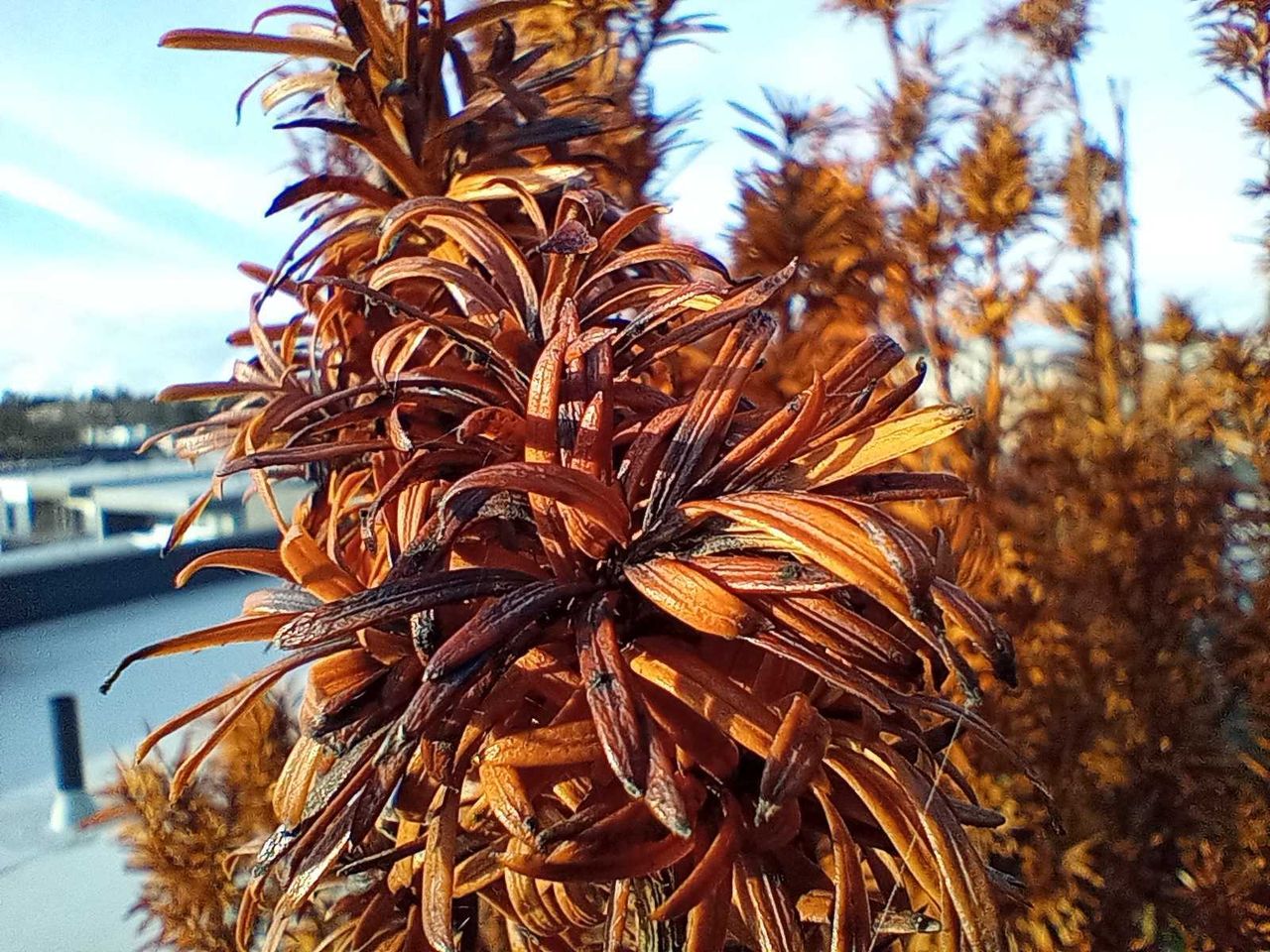 Moto G Play (2023), a macro photo of leaves