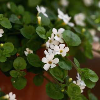 White bacopa flowers and leaves