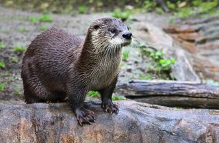 river otter