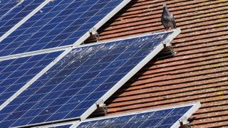 Solar panels on rooftop partly covered in pigeon droppings