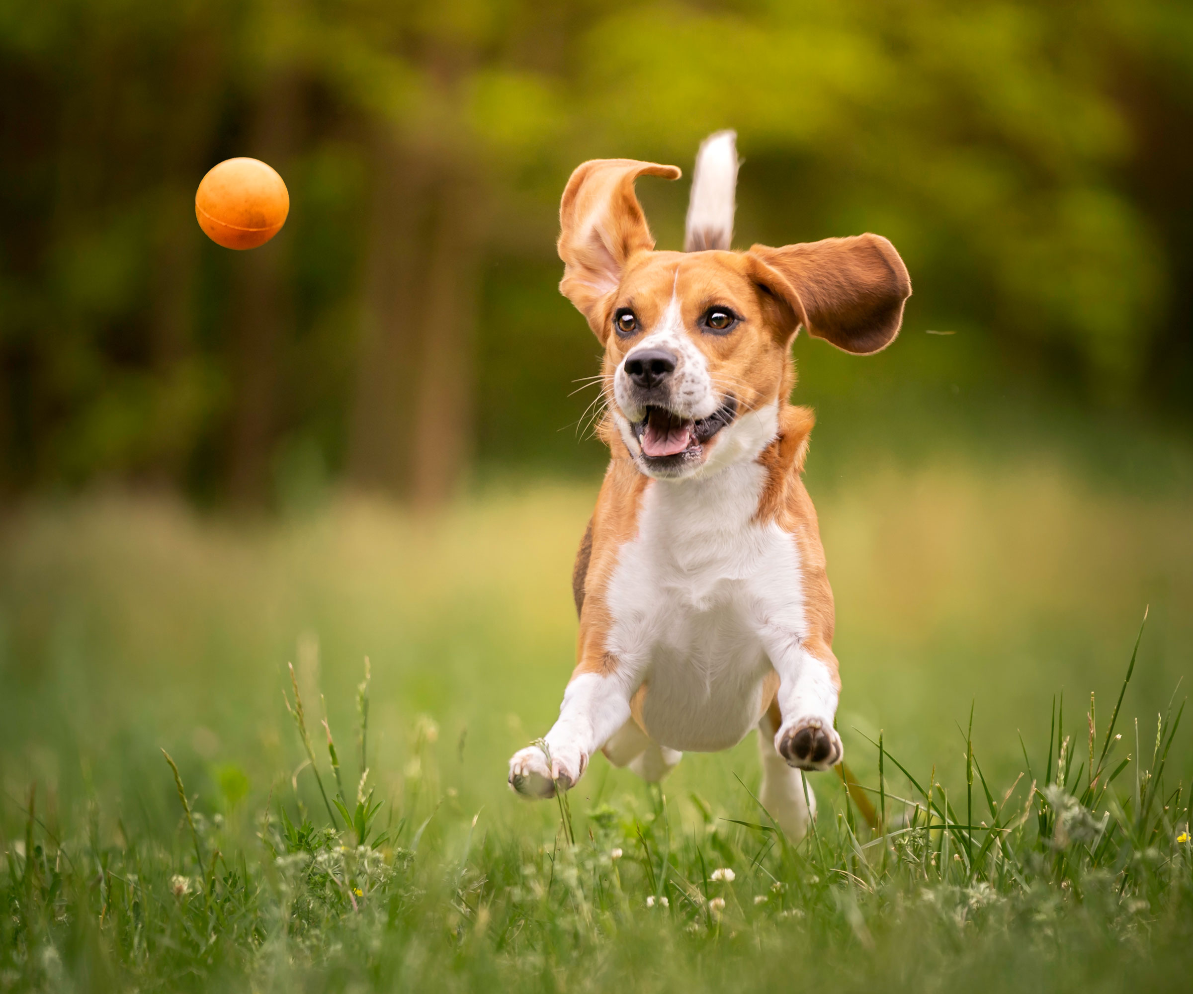 dog on lawn playing with ball