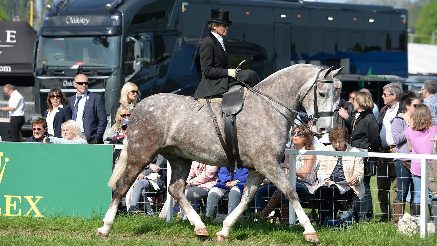 A smart grey cob ridden side-saddle
