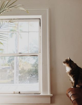 Single-hung white wooden window with cat on couch