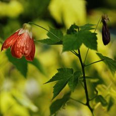 red bloom from flowering maple 