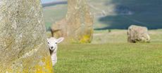 A lamb is looking around the corner from behind a large boulder at the Castlerigg Stone Circle in the English Lake District.