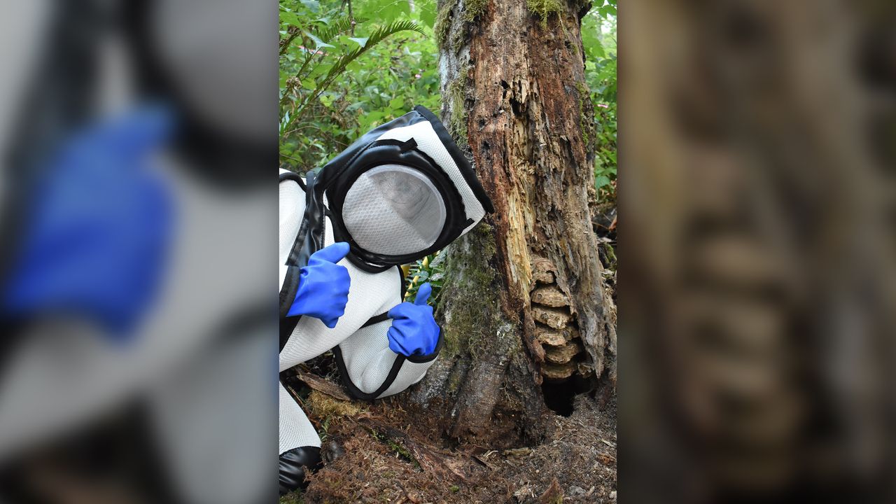 A WSDA worker stands in front of the nest.