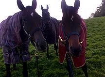 Denman-and-friends.jpg