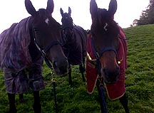 Denman-and-friends.jpg