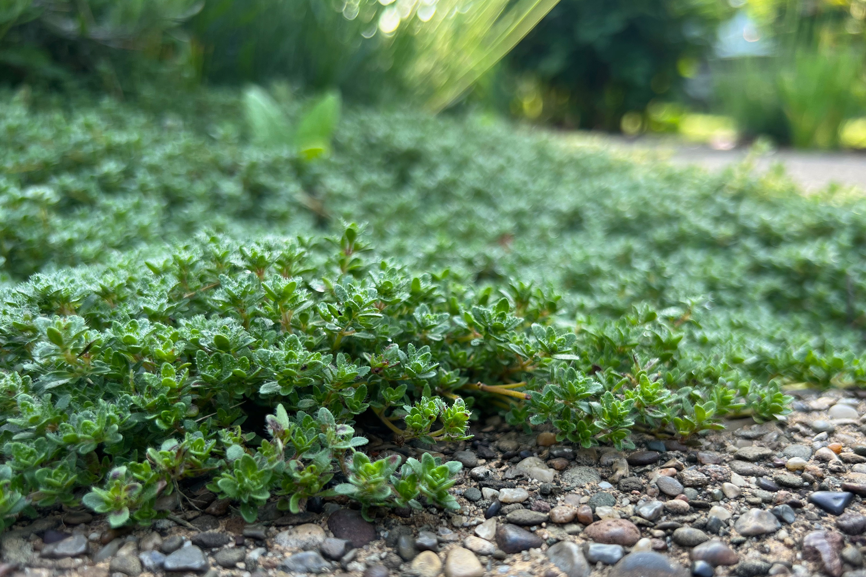 creeping thyme plant and pebbles