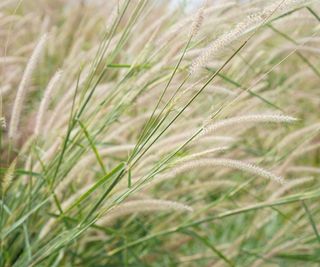 Fountain grass for screening