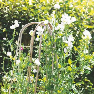 White sweet peas flowering on wooden obelisk in garden